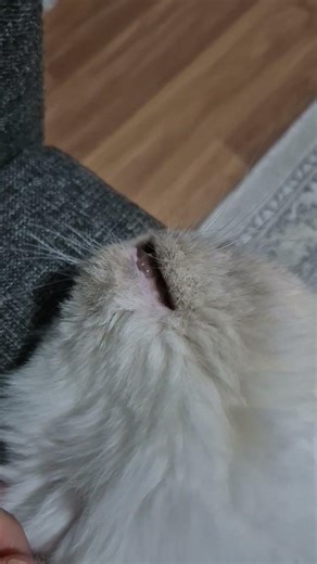 Miki Bayıldı #keşfetedüş #keşfetbeniöneçıkar #shortvideo #shorts #reels #cat #catlovers #animals