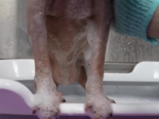 Adorable Sphynx Cats Getting Their Nails Cleaned