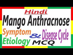 Mango Anthracnose, History, Symptom, Etiology, Disease Cycle | Plant Pathology | #PHF-