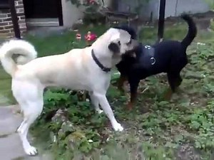 Rottweiler VS Kangal fight