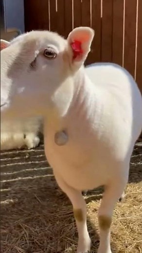 Modern sheep shearing machine🐑