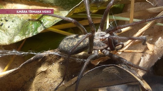 🕷 Dižais mājas zirneklis. Latvijā šis siltummīlis izvēlas apdzīvot pamatā dažādas cilvēku darinātas būves, tostarp, ieraugāms dzīvokļos, mājās, kur biežāk apmetas vannas istabās, pagrabos, bēniņos, pieliekamajos, verandās, bet viņš mēdz iemājot arī dzīvojamo istabu slēptākās vietās. Stāsta dabas pētnieks Ilmārs Tīrmanis. #Tīrmaņavideo #4studija #zirneklis | 4.studija