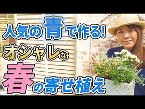 【春の寄せ植え】ブルーデージーでオシャレな寄せ植えをつくります！【初心者向け】【ガーデニング】【園芸チャンネル】
