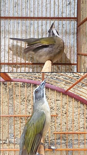 💥DESTRAVAR CANTO E FAZER CANTAR ABRE NA HORA E ESQUENTA TRINCA-FERRO FRIO CASAL MACHEANDO #shorts🔥
