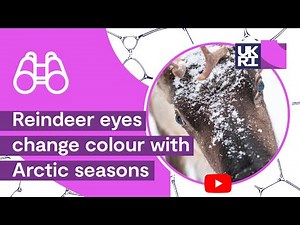 How animals adapt to their environment | #Reindeer eyes change colour with #Arctic seasons