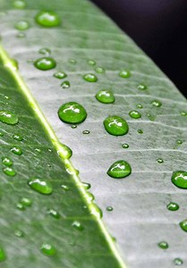 Spatial Dynamics of Forest Cover and Land Use Changes in the Western Himalayas of Pakistan