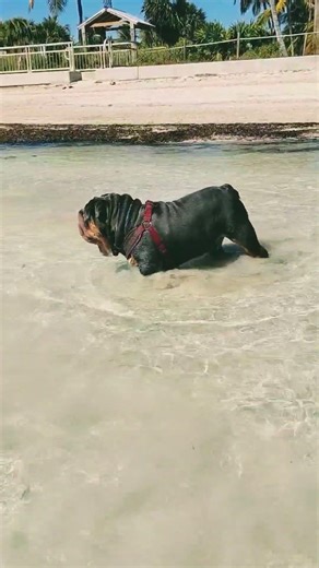 Teddy!!!! Beach Dog!!!! #beach #englishbulldog #keywest