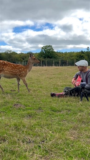 Merry Christmas Everybody 🎄🥰 🎛️ Mix by Robthedrums Merci Legendia Parc pour l’accueil 🫶 #animals #animallover #deer | Plumes