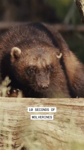 Small body, giant attitude. Meet the wolverine. These fierce, solitary predators thrive in some of the harshest, snowiest environments on Earth. Despite weighing just 20–55 pounds, wolverines can take down prey much larger than themselves, and scavenge leftovers that other predators can’t reach. Their thick fur, wide “snowshoe” paws, and incredible endurance let them roam vast territories in search of food, often covering 12–15 miles a day. Wolverines are more than just survivors, they’re nature