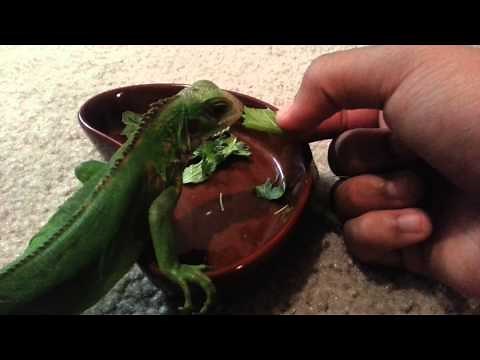 How to hand feed your iguana