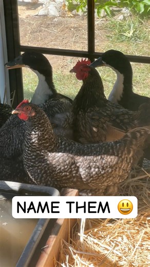 Help me name the new arrivals!