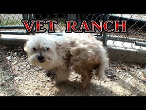 Virginia, Neglected Dog