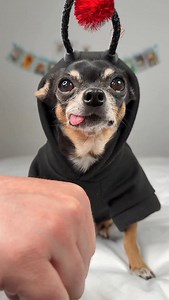 1.4K views · 1.8K reactions | Did Maya just nail the cha-cha slide dance moves? 朗 She is so good at dancing, even in her cute ladybug costume  She might be a tiny chihuahua, but she’s a real superstar when it comes to dancing 殺 Even made a big sneeze finale 朗殺 | Tiny Chihuahua Cedric | Facebook