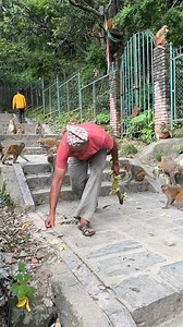 Today the monkeys were very hungry | Feeding Animal