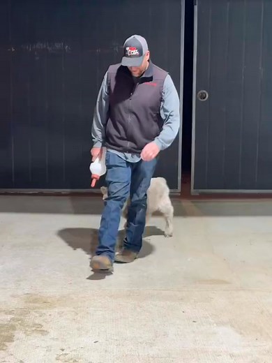 77K views · 3.4K reactions | I just love the sound of her pitter patter, no music needed!! #godisgood #cutec #highlandcowexperience #babycow #farmlife #highland #viral | Bougiecattle | Facebook