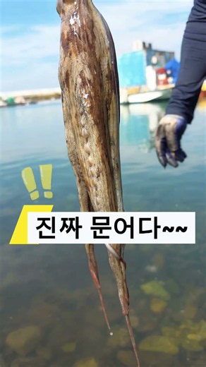 먹고 자고 문어도 잡고!🐙 통영 만지도 1박3식 오이소~” #먹방 #여행 #여행브이로그 #travel #travelvlog #island #맛집 #바다 #trip #낚시