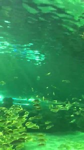 42K views · 176 reactions | Estamos en el impresionante Ripley's Aquarium of Canada de Visit Toronto con My Philosophie by Sofia Lascurain. ✨麗 ¡Síguenos en nuestras IG Stories y en las de Sofía (@SofiaLascurain) para ver más!  (Intentamos hacer un LIVE pero no había señal en la Dangerous Lagoon. ☹️) | The Happening | Facebook