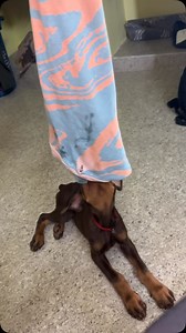 876K views · 3.7K reactions | 沈 Dog legs bending issue TILES லா EP -14 #doberman #dog #tilesdesign #dogstagram | Loki Man | Facebook