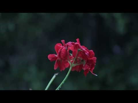 Flower, blossom, red free stock video Free for use & download