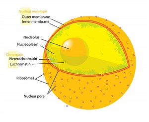 Nuclear pore - Alchetron, The Free Social Encyclopedia