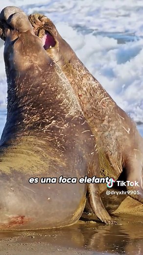 Do Harp Seals Bite? Exploring Seal Behavior