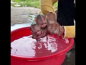 Sorry My Baby...Tiny Newborn BabyMonkey Crying Loud In Bath Tube While