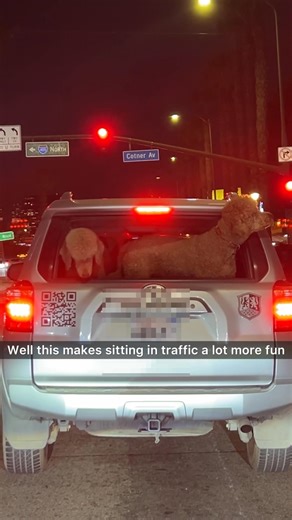 Can anyone get that QR code to work? I couldn’t #dogs #doglover #poodle #socute | Taylor and Jacob