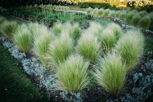Grow Native Ornamental Grasses for Birds and Butterflies
