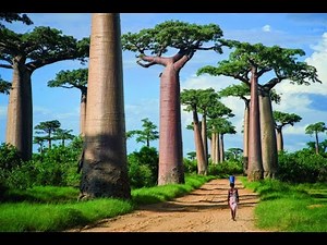 10 Most Famous Trees in the World