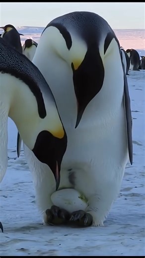 Cute Penguin 🐧#shorts