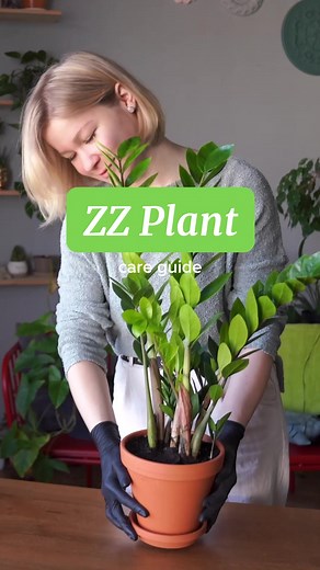 ZZ Plant Care: Tips for Healthy Growth