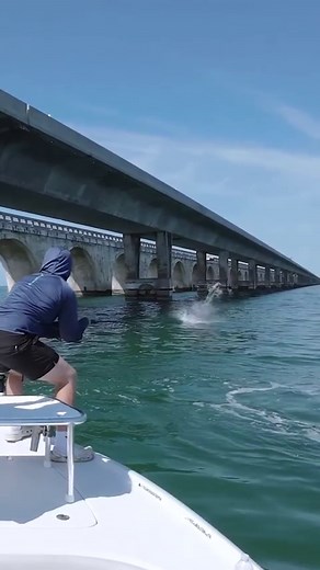 4K views · 162 reactions | Doin' the tarpon rodeo! May is tarpon season here in the Florida Keys! #tarpon #tarponfishing #bowtotheking #bridgefishing #megalopsatlanticus #silverking #fishofinstagram #fishingaddict #bnmu @ownerhooks @pennfishing @budnmarysmarina @stanzfishing @betts_tackle @contenderboatsofficial @gustoybox @power.pole | Islamorada Tarpon Fishing | Facebook