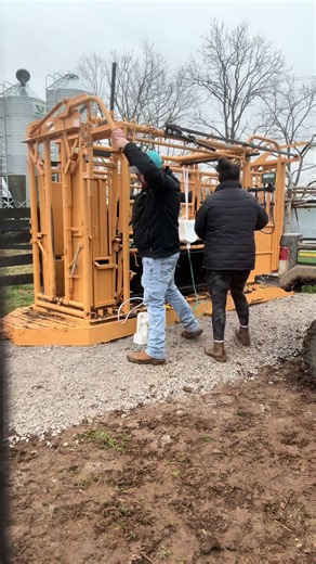 Got the big boys pulled off #cattlefarmer #fyp #feedercalves #workingcattle #steers