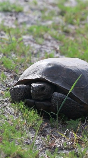 Glad to see them - gopher tortoise