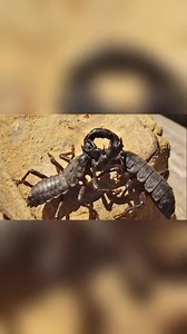 🔥 The battle of the desert giants – Scorpion vs. Vinegaroon! Caught in action: Two fierce desert warriors face off — a Scorpion and a Vinegaroon, locked in a fight for dominance 😳 Did you know Vinegaroons are called that because they spray a vinegar-like substance as a defense mechanism? Now that’s some real nature drama! 🍂🦂 Who do you think will win this battle of strength and strategy? Comment your thoughts below 👇 #ScorpionVsVinegaroon #NatureBattle #WildlifeWars #DesertWarriors #InsectF