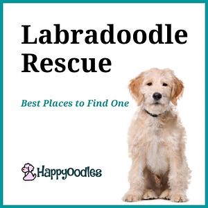 Labradoodle Rescue: Best Places Look in 2024