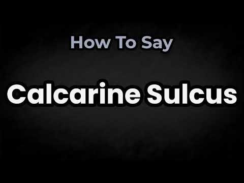 How To Pronounce Calcarine Sulcus? (CORRECTLY) Meaning & Pronunciation