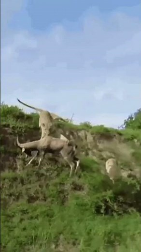 Epic Mid-Air Lion Hunt 🦁 | Real Wildlife Action & Survival Instincts