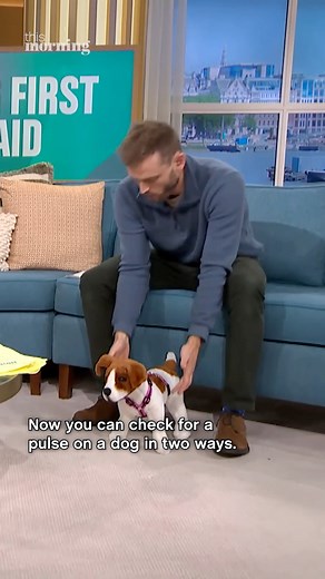 139K views · 525 reactions | Would you know what to do if your dog stopped breathing? With 9 in 10 pet owners unaware of basic first aid, Rory demonstrates the essential CPR skills that could save your furry friend’s life.  | This Morning | Facebook