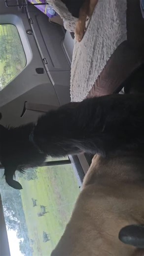 Onyx is puzzled by the cows #bordercollie #animalrescue | Animal Helper