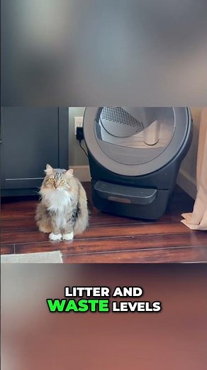 One Litter Box For Up to FIVE Cats? 🐾
