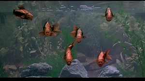 Il senso dei Monthy Python