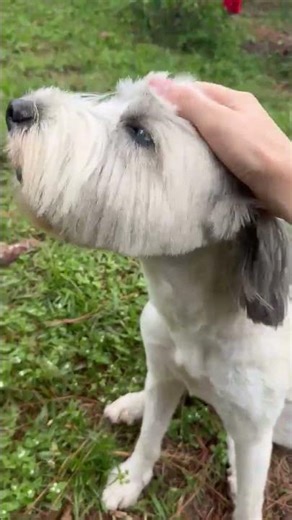 Video of adoptable pet named Fern