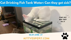 Cat Drinking Fish Tank Water: Can they get sick? - The Kitty Expert