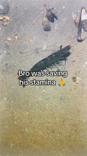 Uncrustamemes on Instagram: "Follow(@uncrustamemes) - 在日本，研究人员正利用智能人行道将日常活动转化为清洁能源⚡。这些道路内嵌特殊的压电材料，可以从行人的脚步中收集动能。当人们行走、奔跑或跳跃时，路面会轻微变形，从而产生机械压力。压电晶体将这种压力转化为电能🪫。这些能量可用于照亮路灯、为公共显示屏供电，甚至监测行人流量。 这种技术不仅减少了能源浪费，还展示了未来城市的无限可能🌍。在东京、京都等城市的试验区，人们的每一步都在为绿色地球贡献力量💚。科技让生活更环保，也让每一个脚步更有意义✨ #日本 #科技 #创新 #可持续 #绿色能源 #未来城市 #环保 #知识 #事实 #推荐 #你知道吗 #技术 #实验 #热门"