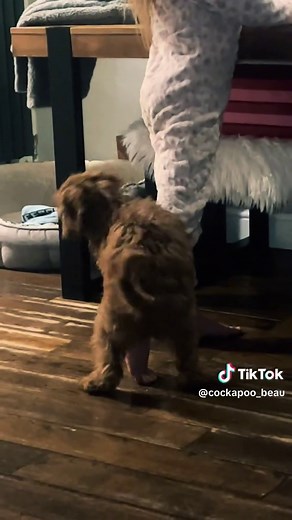 Managing A Humping Cockapoo: Tips for Dog Owners