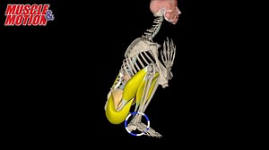 Take your Yoga classes to the next level with deeper understanding of each Asana. • How to identify the limiting elements in a position. • How to diagnose posture disorders. • How to build a balanced vinyasa to improve lesson results. • Precise anatomical analysis of classical asanas. • The muscular system in yoga: See all the muscles in 3D. Expand Your Knowledge - Become a Better Yoga Teacher! | Muscle & Motion