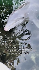 The purpose of enrichment is to increase physical activity, provide mental stimulation, encourage species appropriate behavior, and promote positive social interaction. So how do we enrich our animals here at Theater of the Sea? One way we can enrich our animals is by giving them enrichment devices like you see in this video. Enrichment devices can vary from back rubs with bath mitts to PVC pipes stuffed with food items, and even toys and props the animals can play with. Enrichment is a great wa
