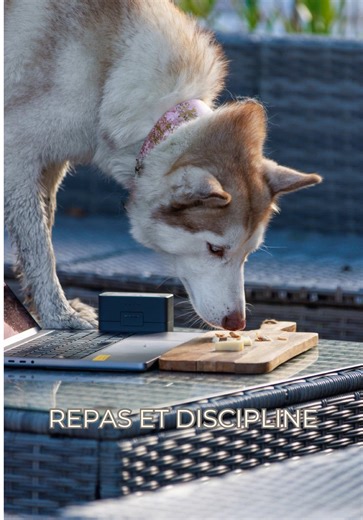 Comment éduquer mes chiens à bien traverser la rue