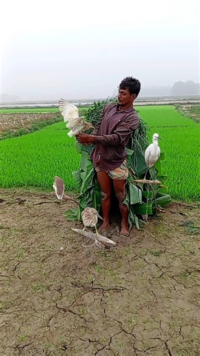 🦩🦩🦩🦩😭😭😭Počinje igra fazana.# #India #united# South# Korea #Vietnam#🦩🦩🦩🦩